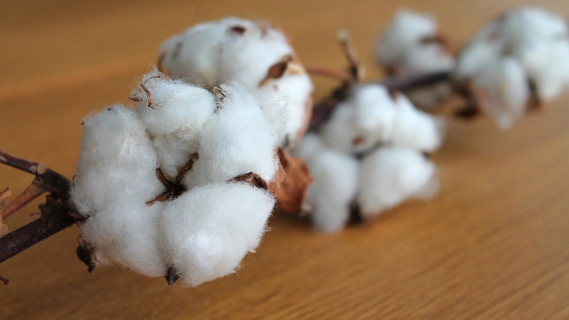 Industrie textile : ces matières biologiques qui font du bien à la planète